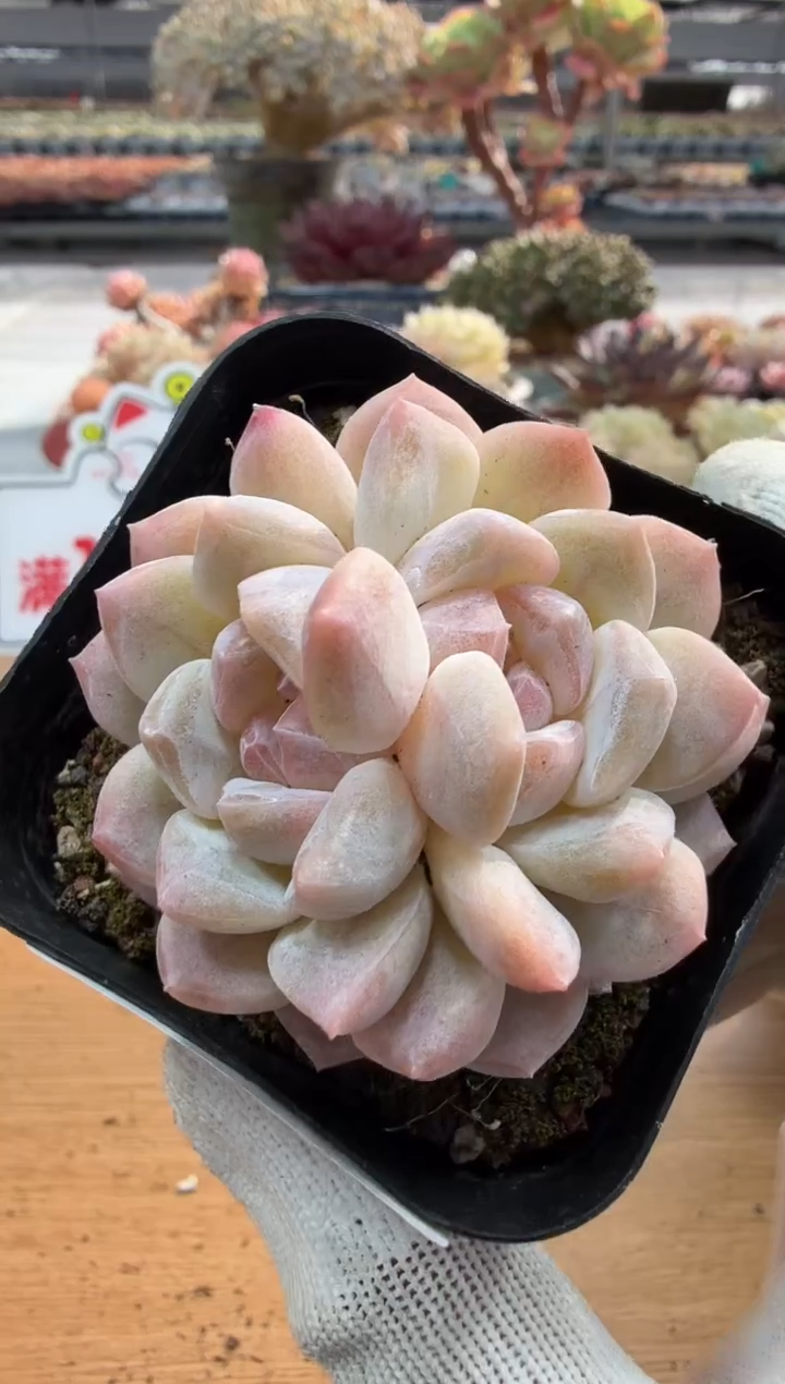 东云多肉园二店-199