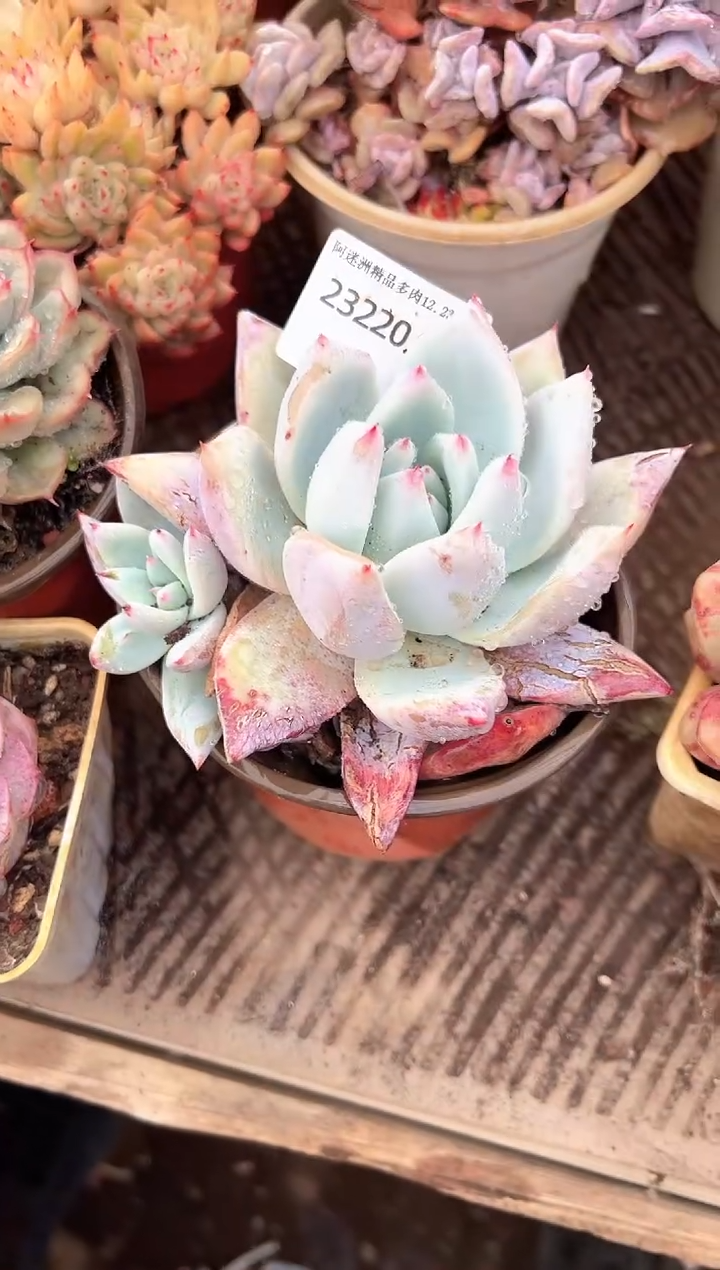 兽*多肉植物一物一拍23220