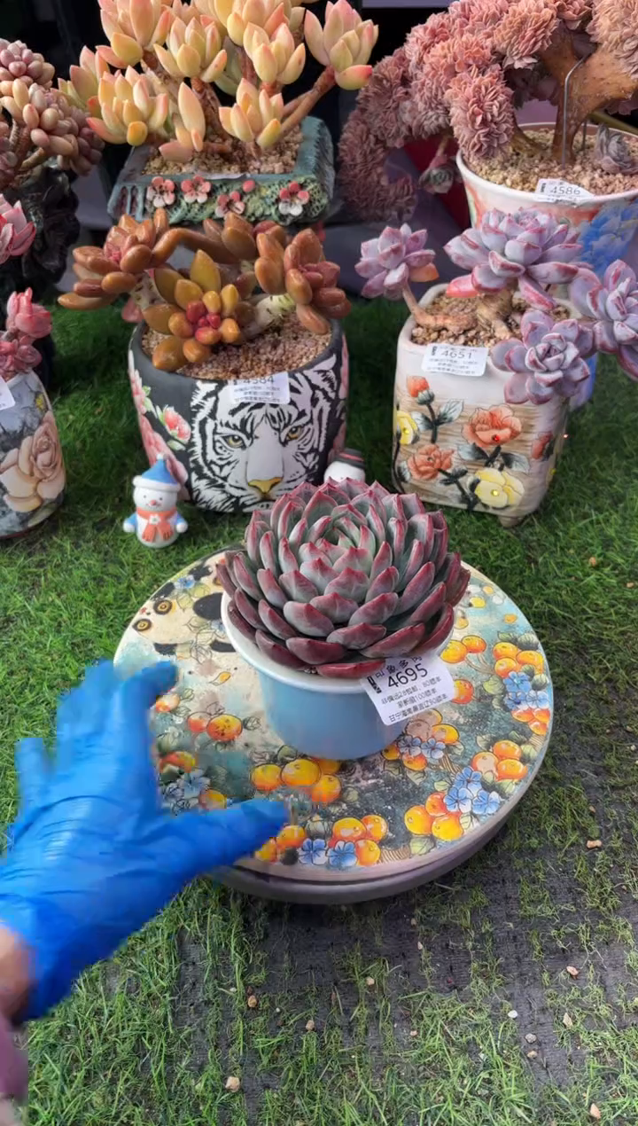 昆明印象多肉4695