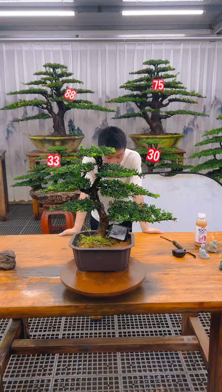 无花朵精品盆景直播间一物一拍