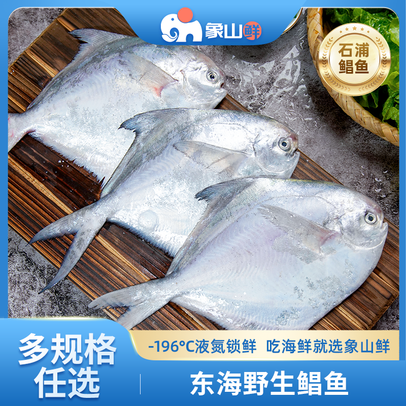 【石浦直供】小鲳鱼野生海捕银鲳鱼鲜冻码头直发速达海鲜水产白鲳