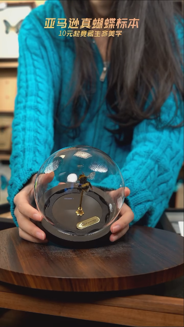 熊蜂蜂王玻璃球款