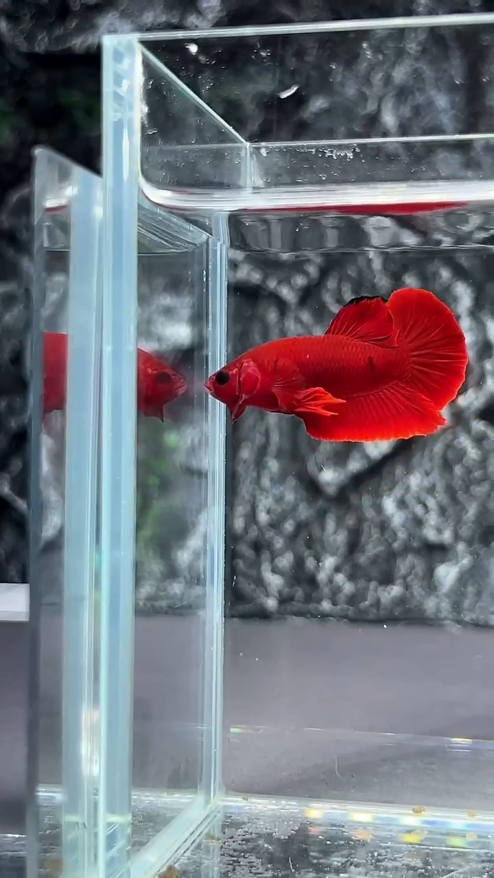 斗鱼竞拍链接A076