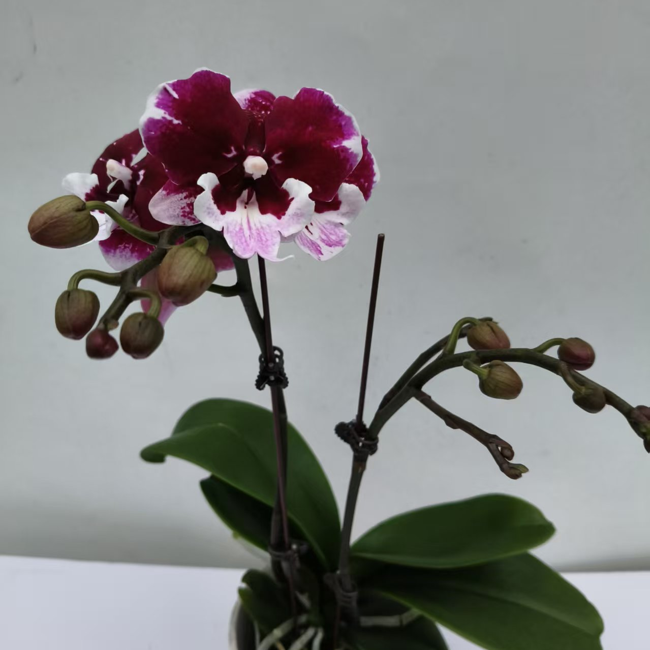 【玫瑰酱双剑】梦语花卉 精品蝴蝶兰 家用观赏美观 室内花