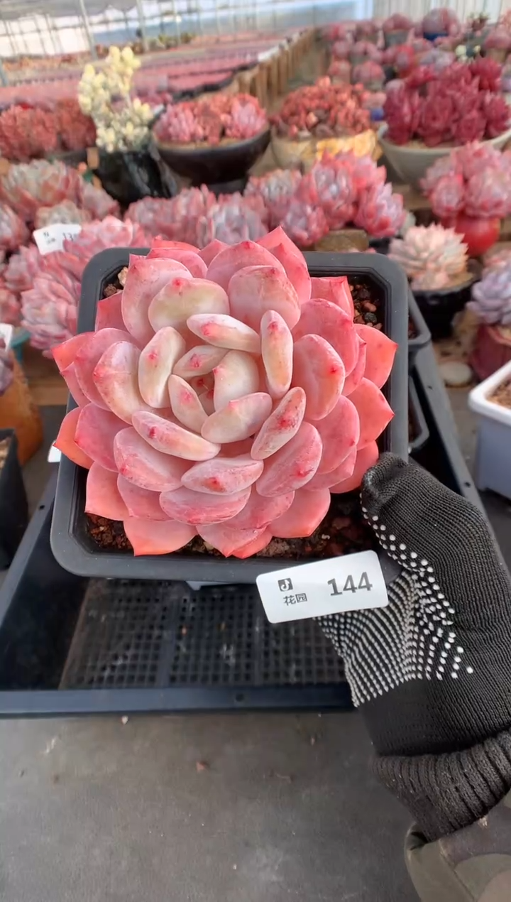 144星橙多肉植物一物一拍