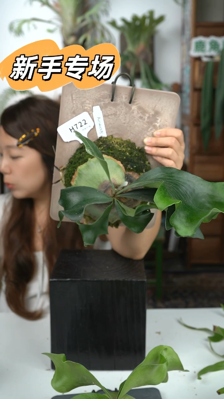 不开花植物H722-深绿mio孢子苗（叶片微瑕）