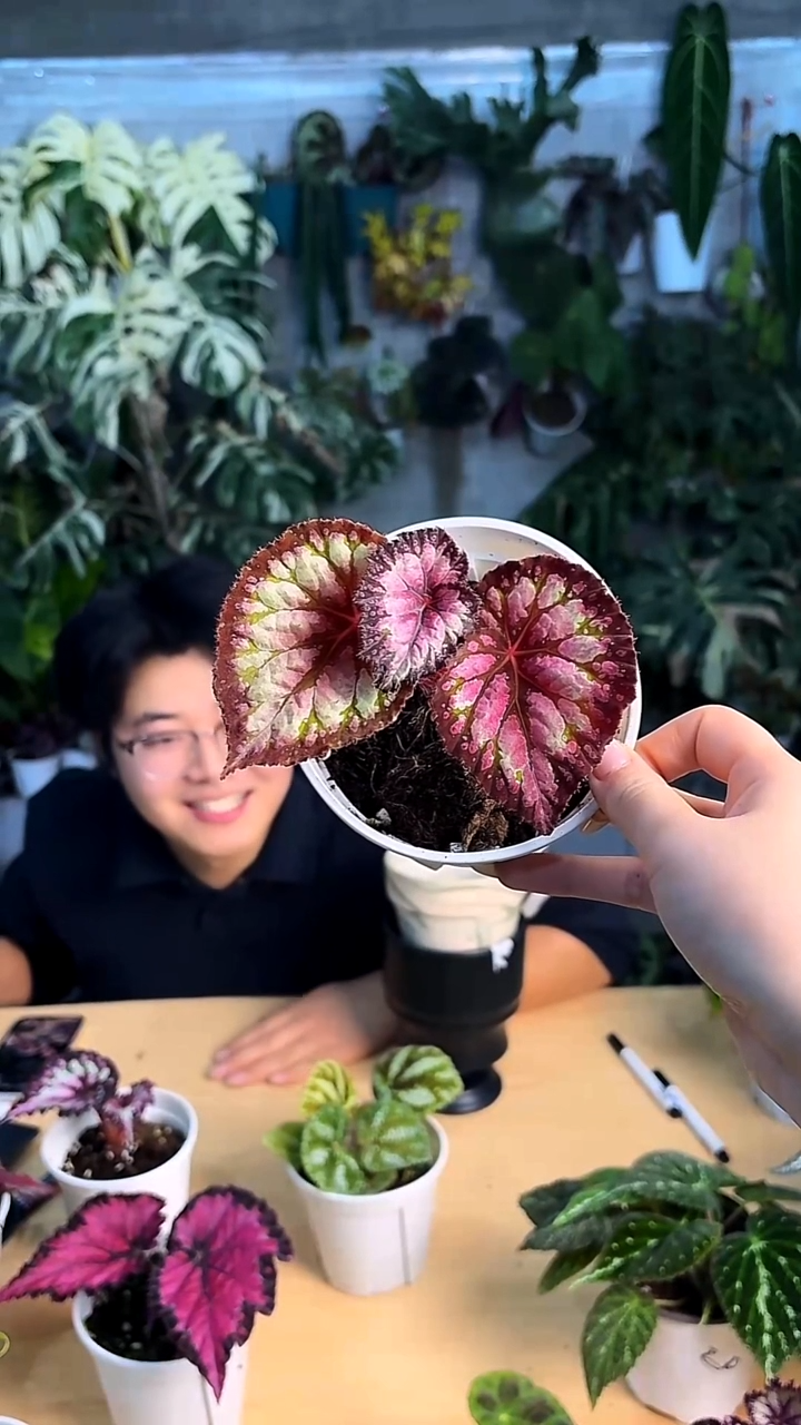 完全开放杂菜13秋海棠