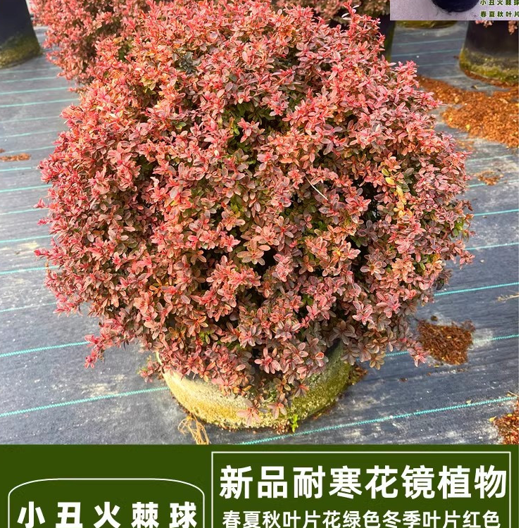 耐寒变色高档精品小丑火棘球落地球花园设计搭配花镜植物