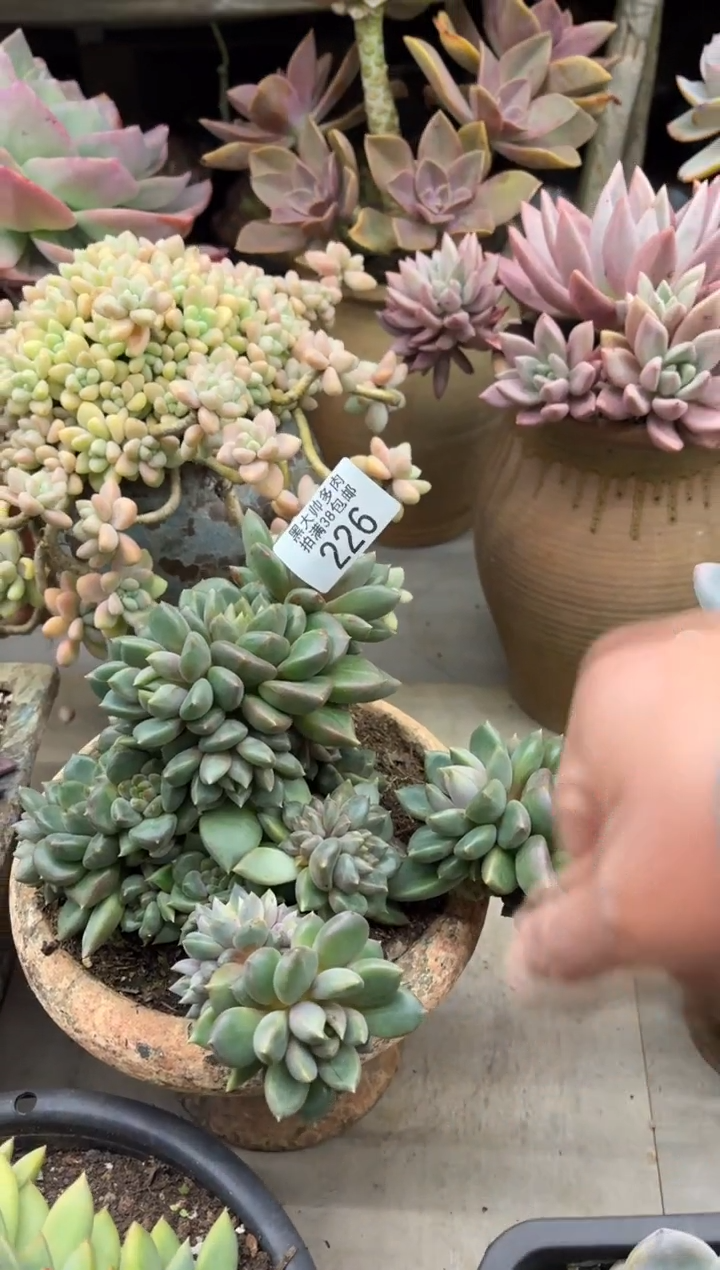 咘*黑大帅多肉227象牙