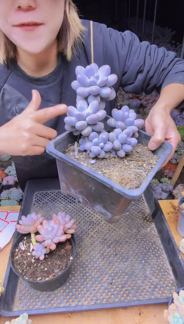 迪**圆9006汤圆群生一物一拍所见即所得