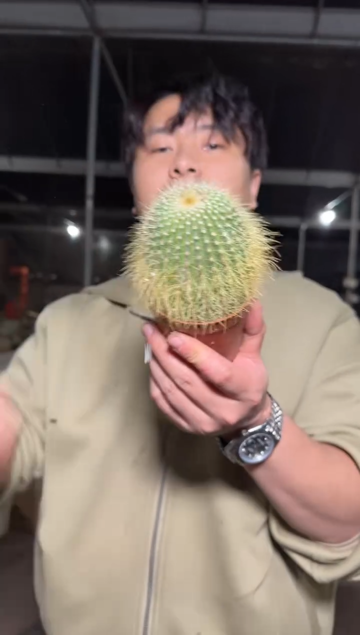 大单头 金冠【带根】