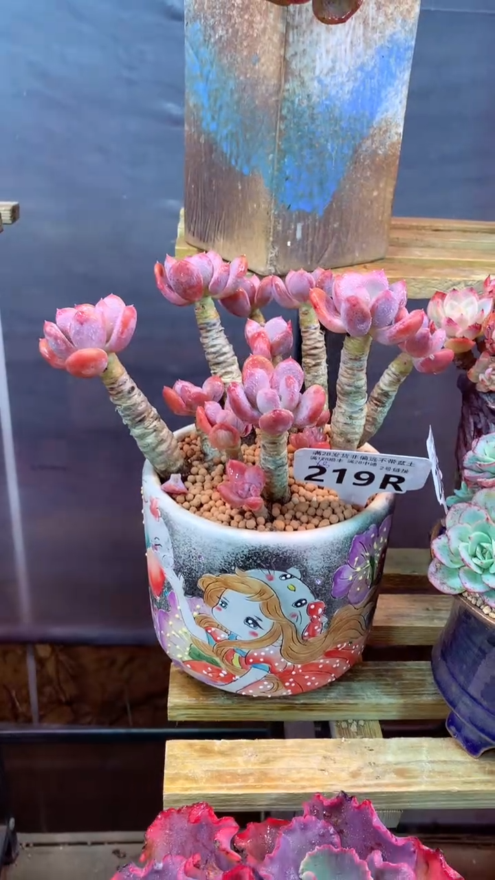 219R（一物一拍，精品多肉，所见即所得 ）