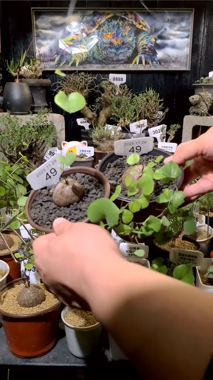 49号1129福利南非龟甲龙买一送一