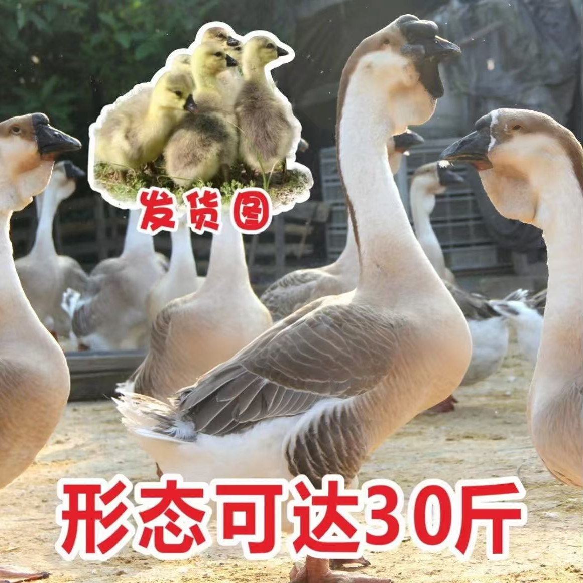 三两 （左右） （狮头）娥大品种顺丰速运包邮宠物活体禽类活体