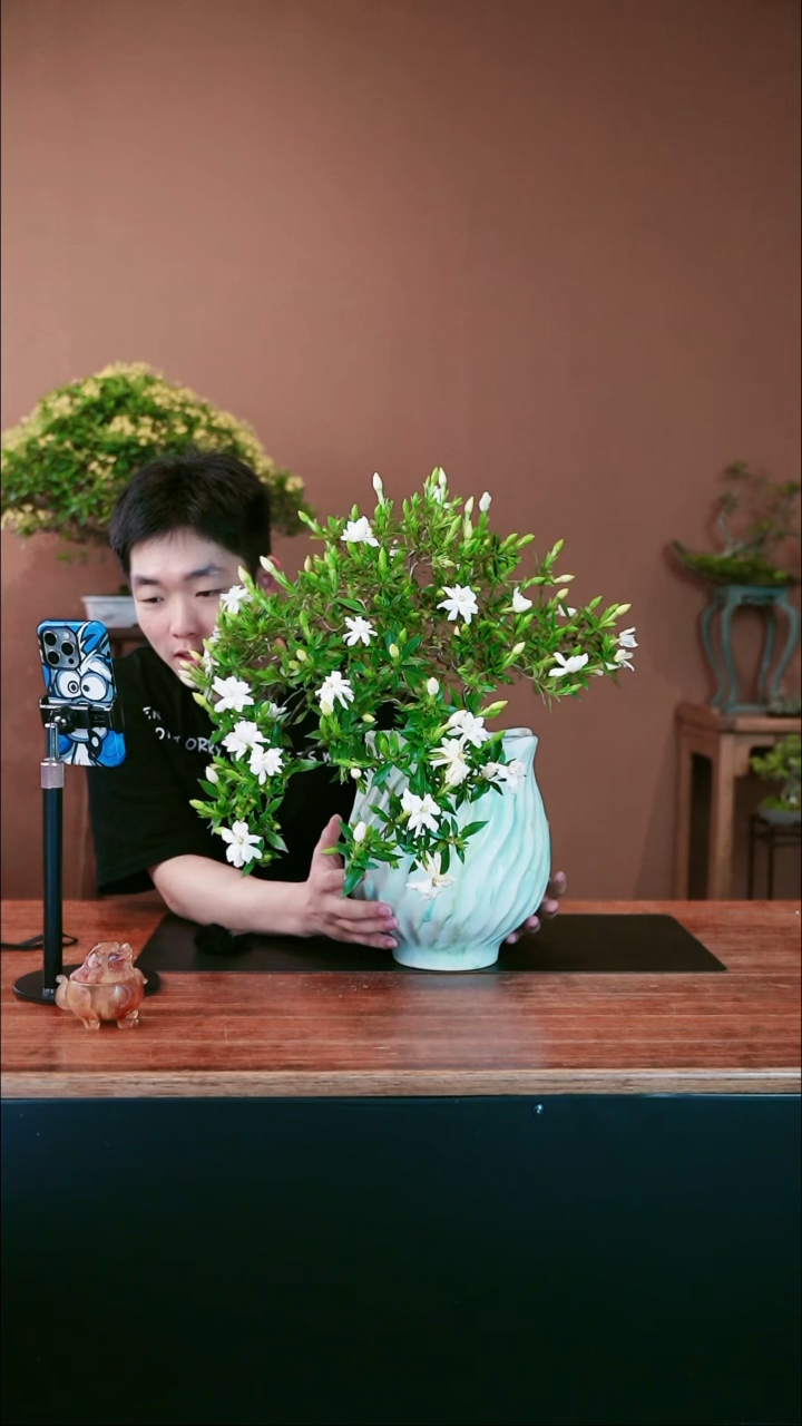 全部花朵牡丹重瓣栀子花盆景