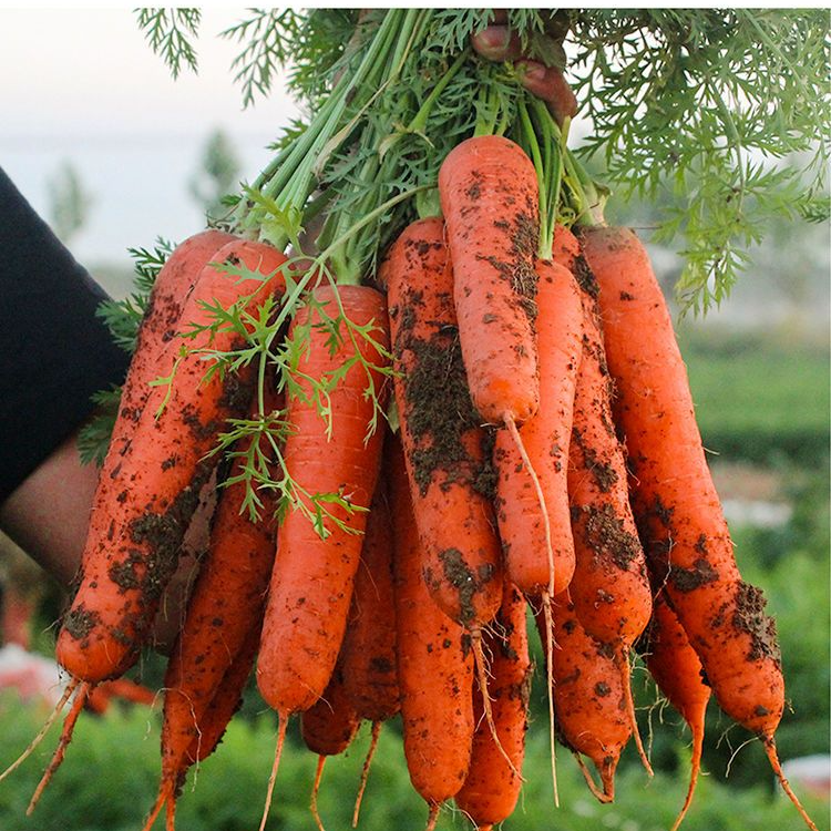 【农户自留地】苏北农家应季露天带根胡萝卜现摘现采带泥发货