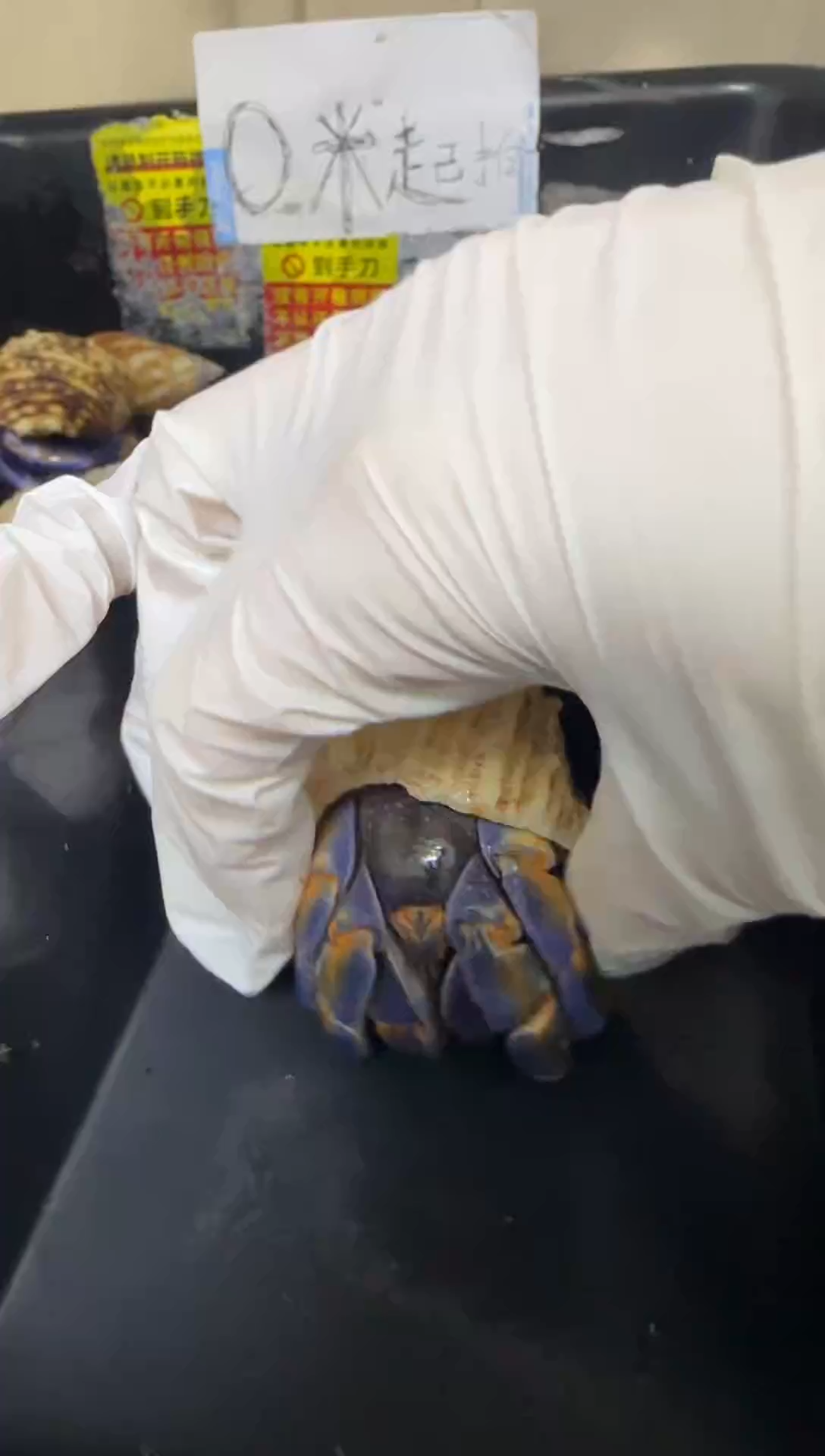 紫陆寄居蟹蓝色竞拍