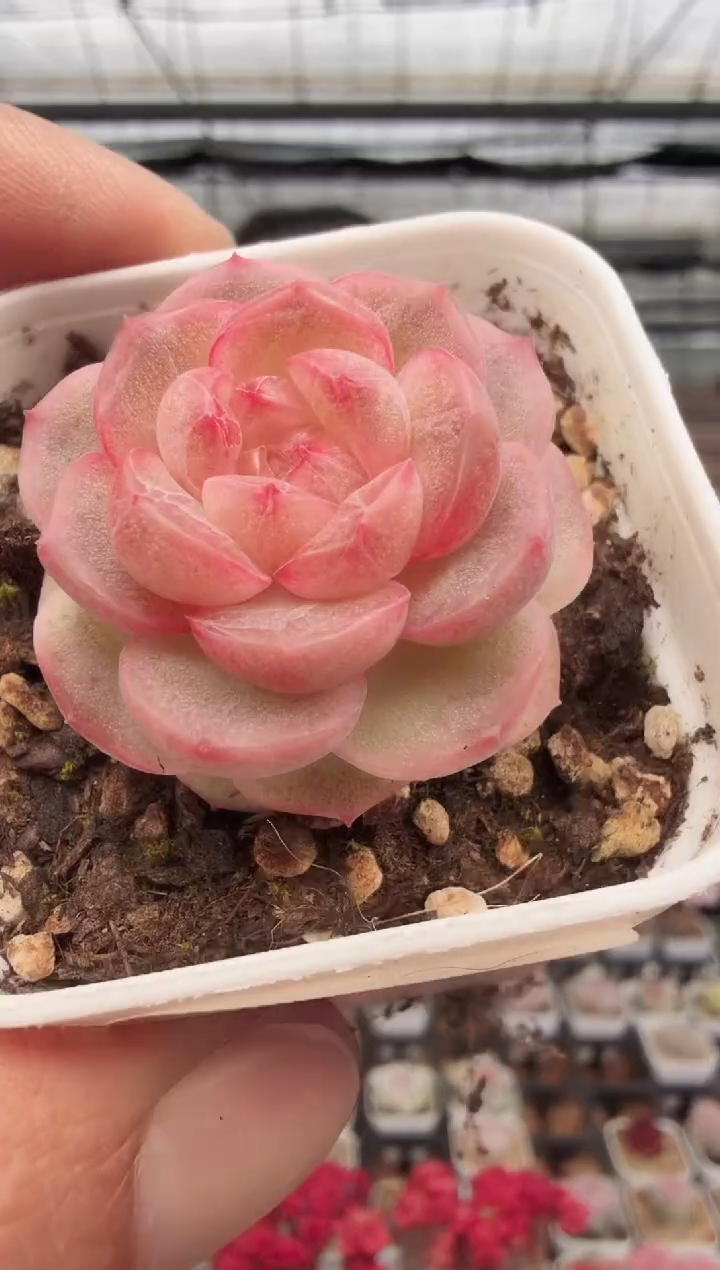 东云多肉园新款-113