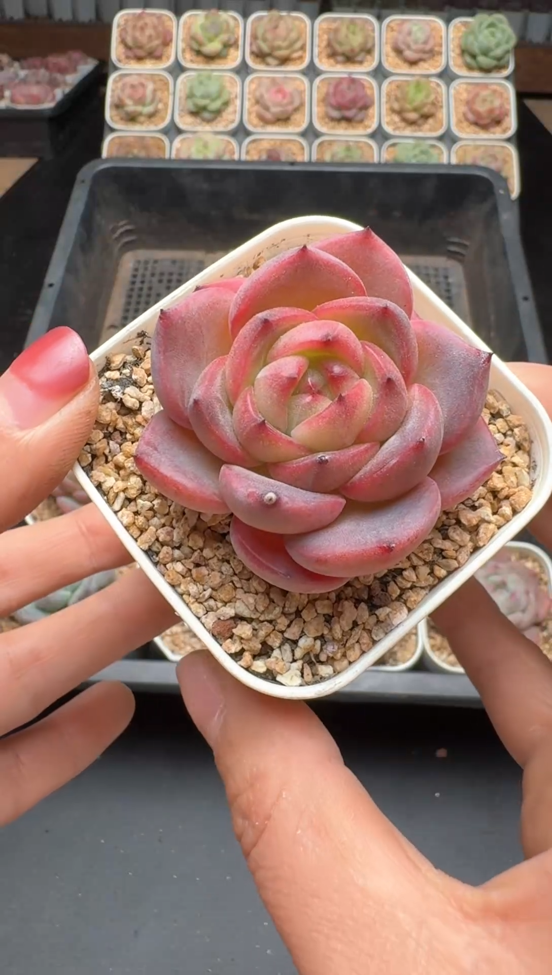 【闪购商品】581号 珍妮杂交多肉 花卉植物