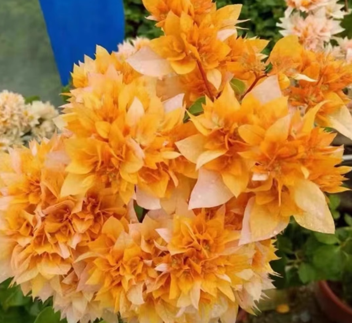 【重瓣黄】三角梅盆栽植物阳台勤花原盆土四季开花带花老桩发货
