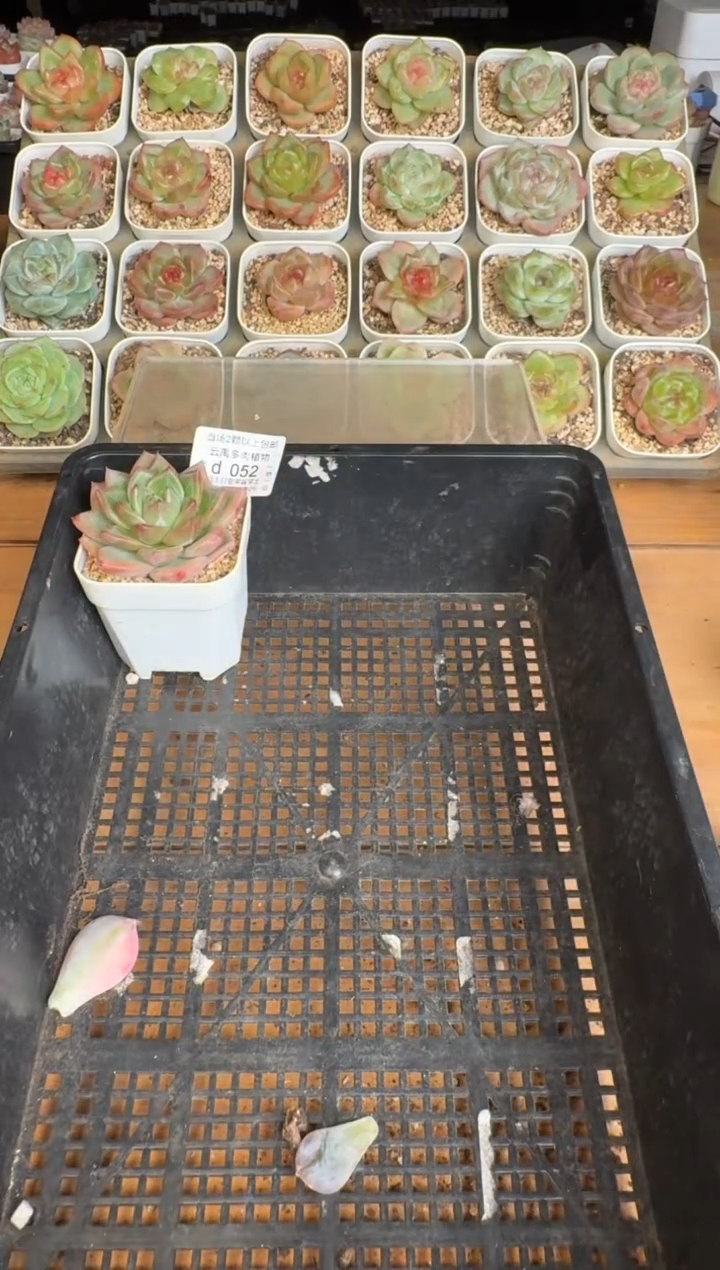 幸****）6颗多肉 2号