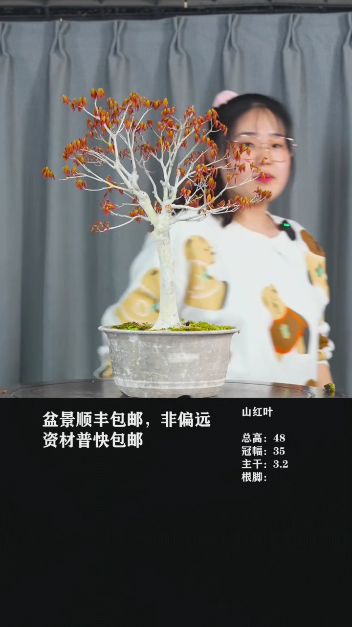 【闪购商品】山红叶-AA8