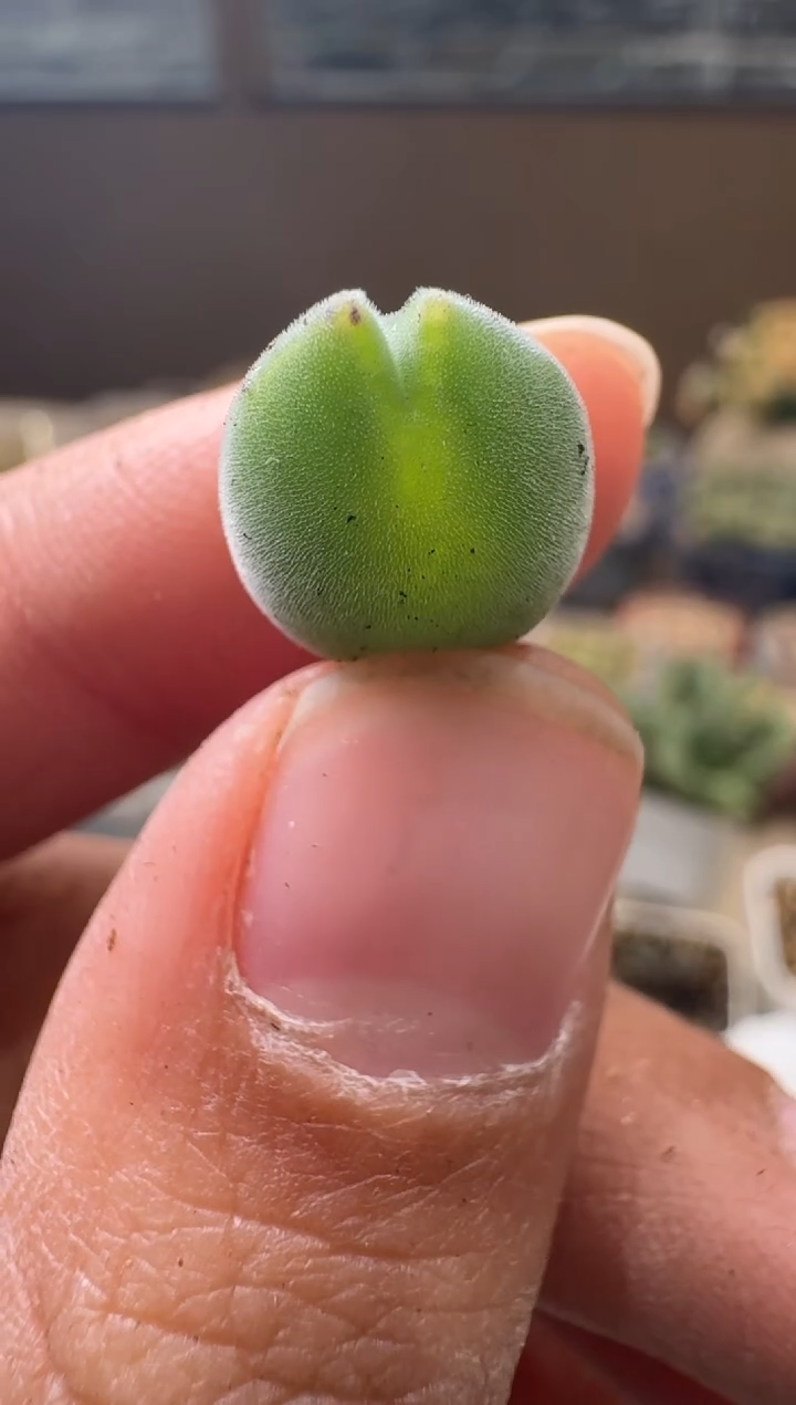 8-182多肉植物肉锥