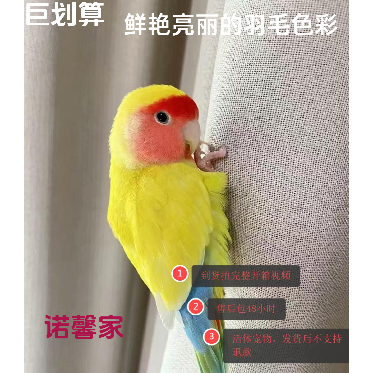 活体手养桃脸面类牡丹鹦鹉（直播专用链接，一物一拍）