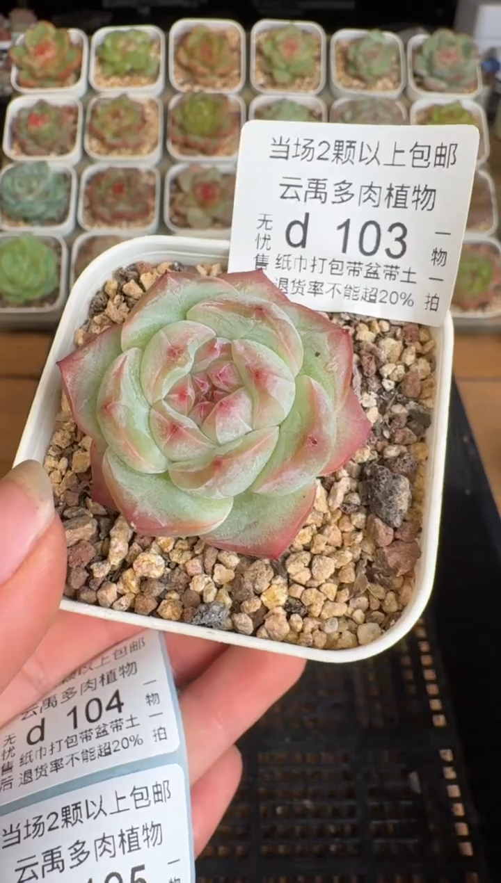 103d盆土发(6.5cm杯）一物一拍 珍妮多肉