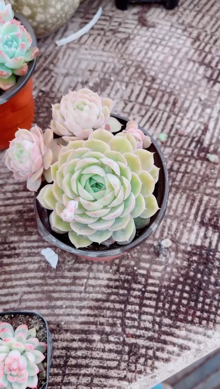 涓****9跃跃精品多肉24116