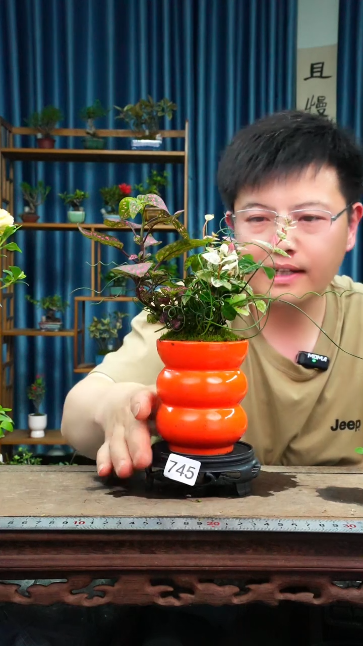 无花朵苔藓微景观745号