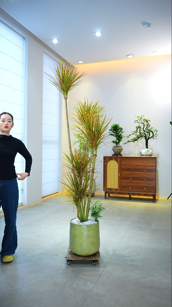 完全开放王**七千年木