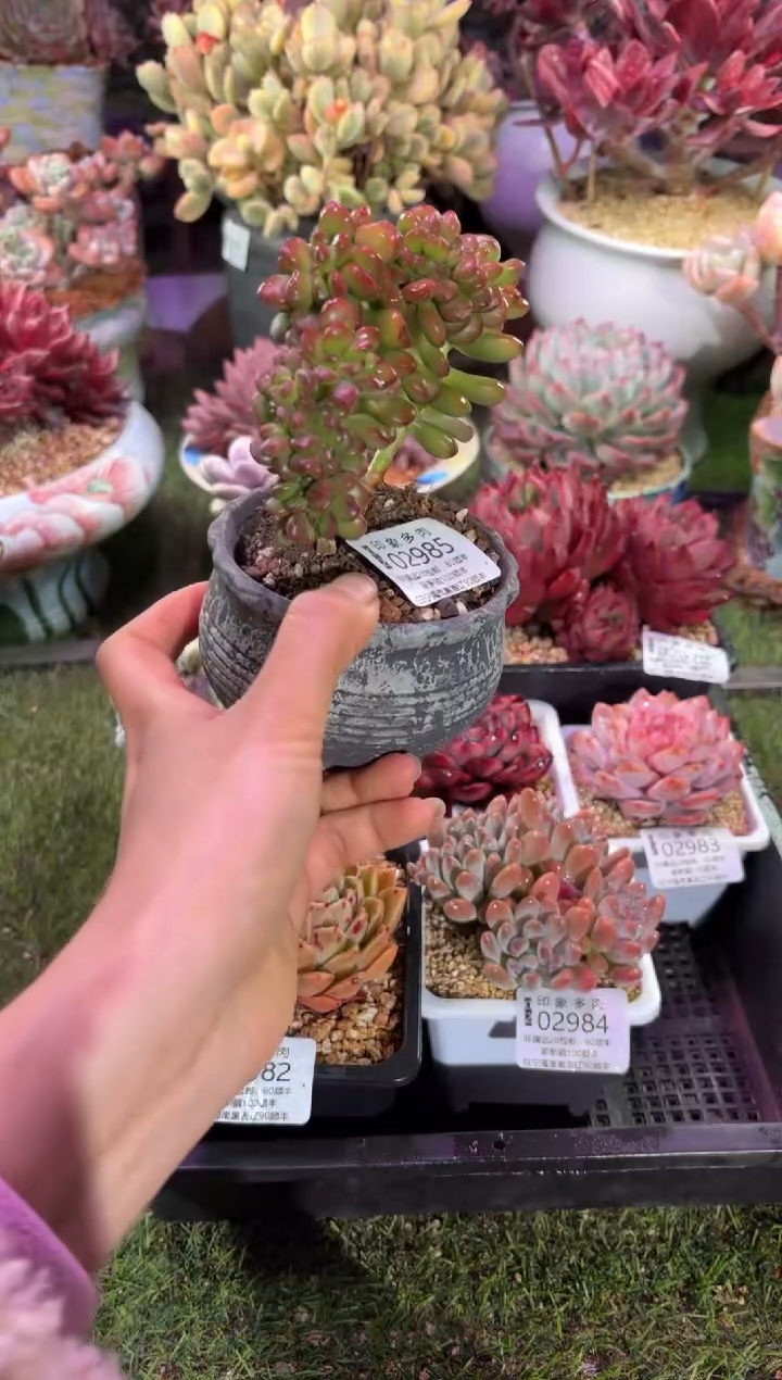 【闪购商品】02985