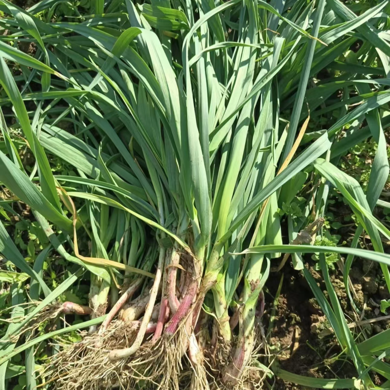 本地大蒜 湖南常德本地大蒜 农家种植