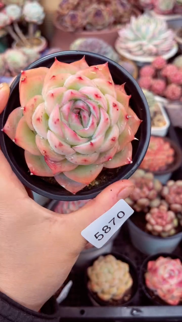 【闪购商品】5860单头侧影多肉