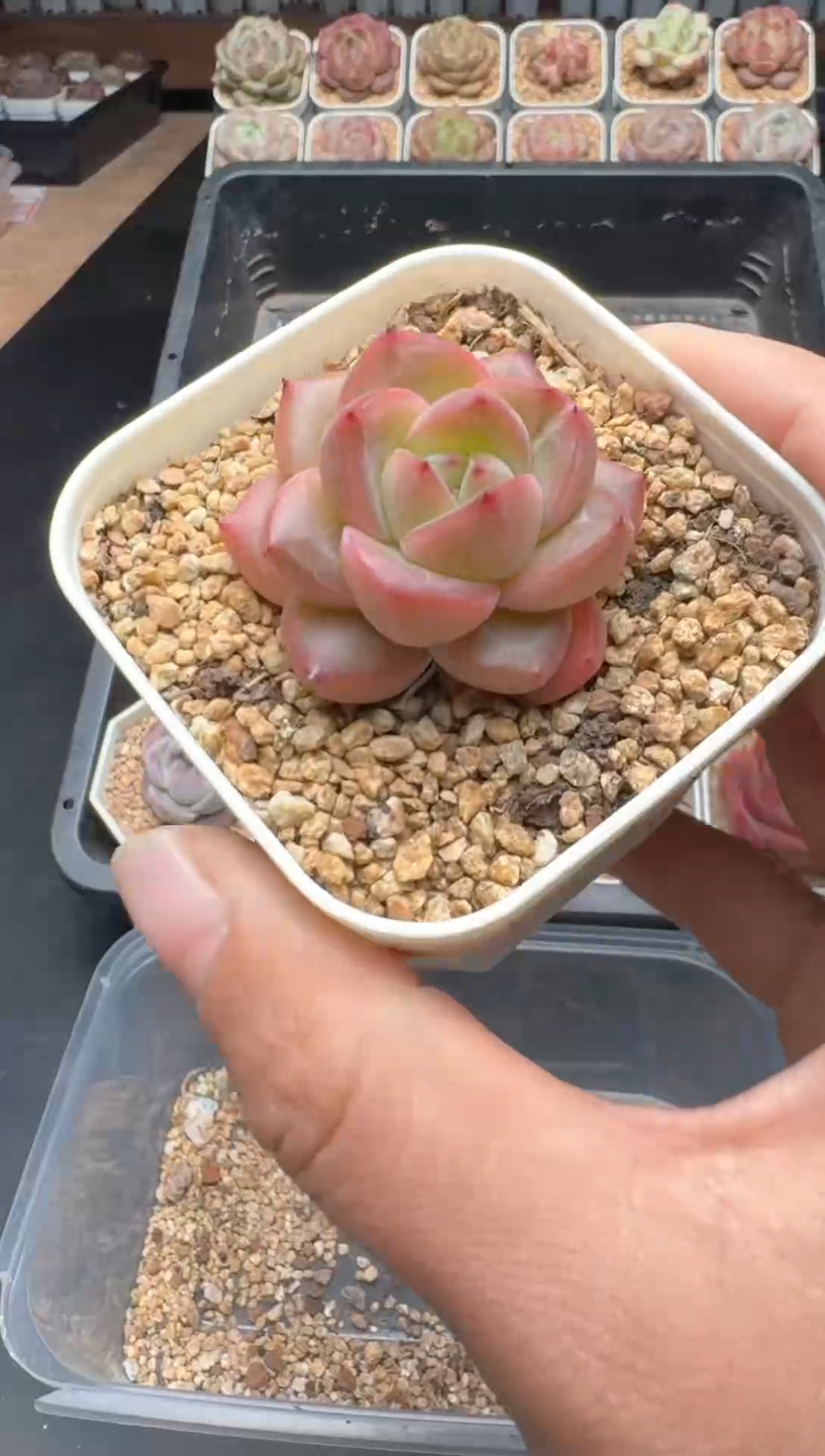 【闪购商品】580A号一物一拍多肉花卉植物拍3颗起发