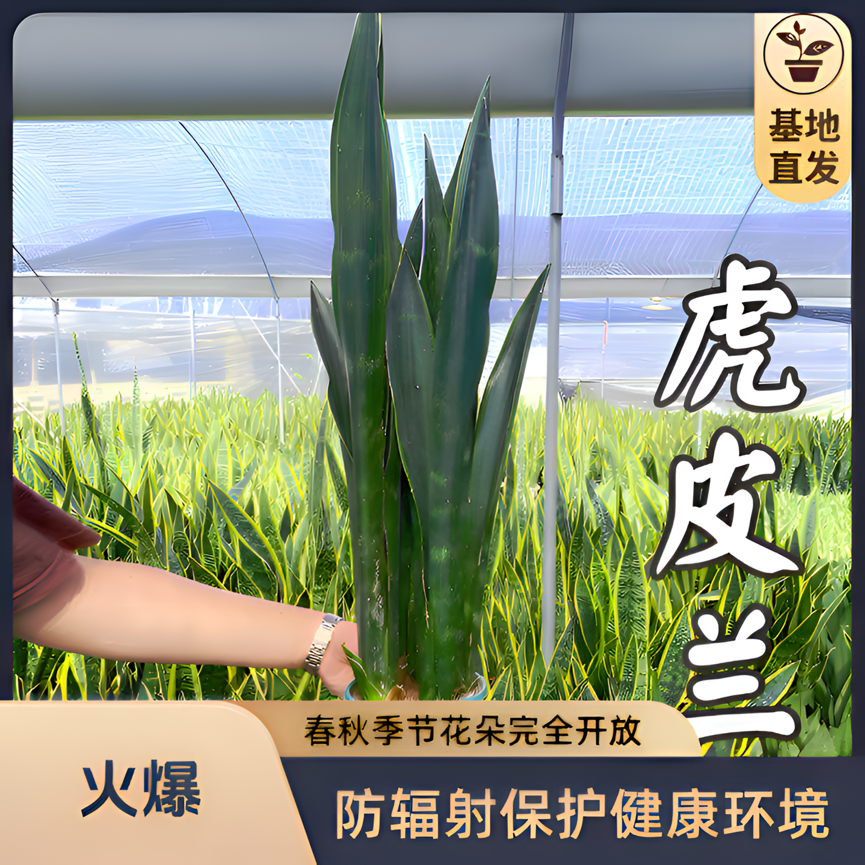 【稀有品种】黑狐虎皮兰客厅室内办公室吸甲醛净化空气防辐射