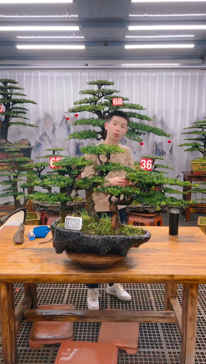 【闪购商品】紫砂精品盆景直播间一物一拍