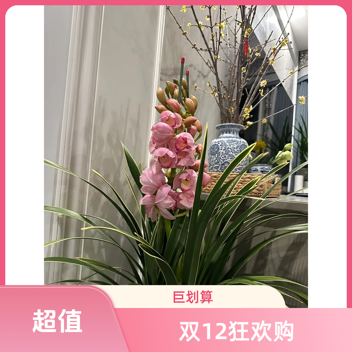 昆明斗南基地直发年宵花（粉色）大花蕙兰带花剑好养活室内花卉盆栽