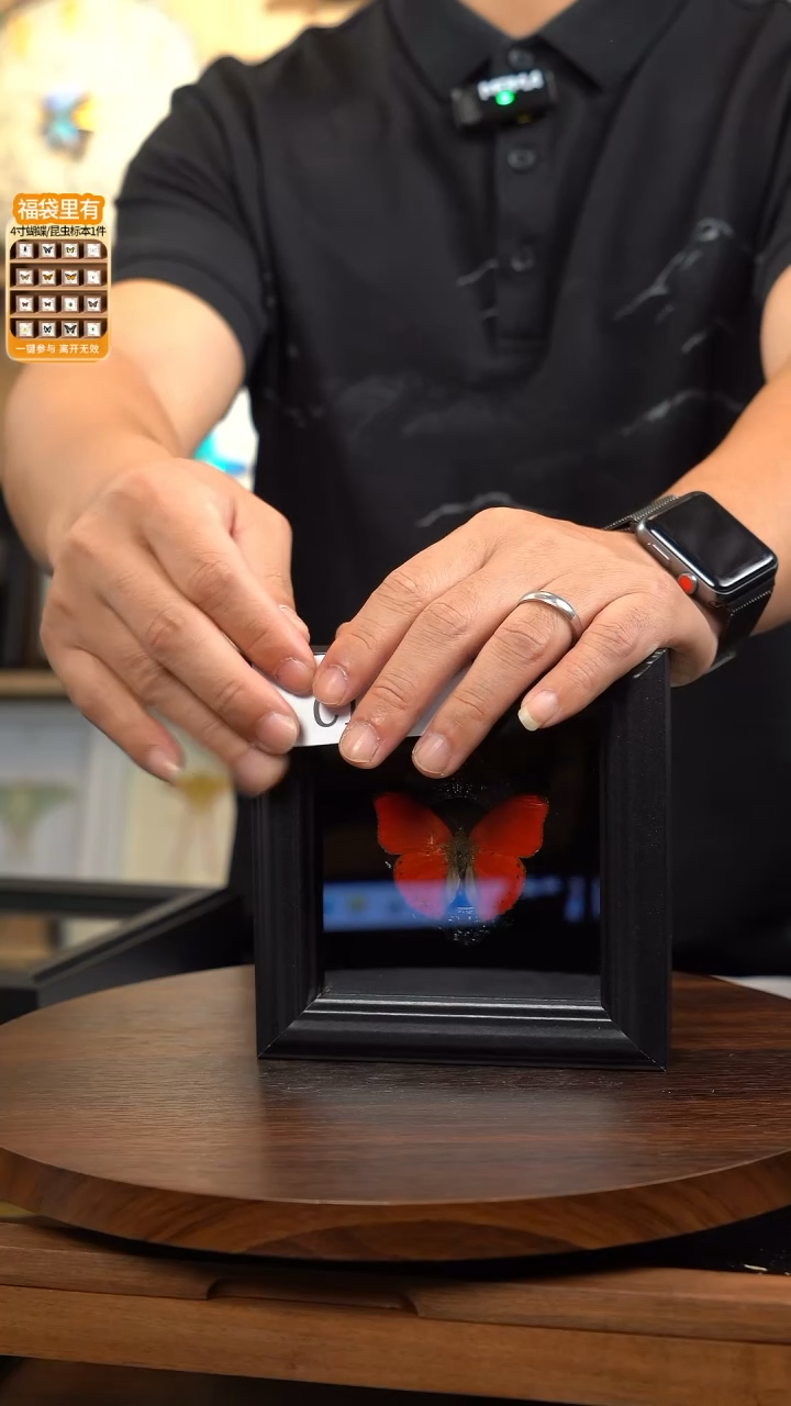 a**d微瑕蝴蝶标本摆件一口价c181