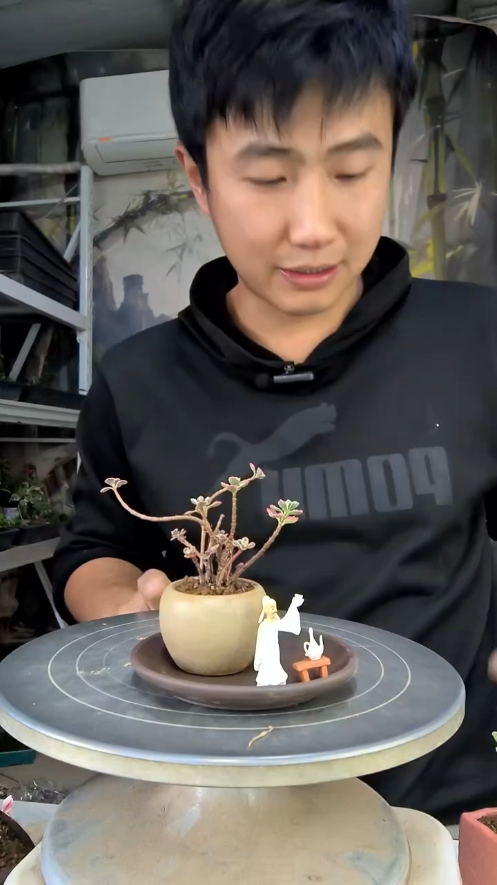 蛋***喜中青园艺一物一拍花137