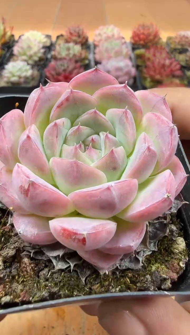 东云多肉园二店-110