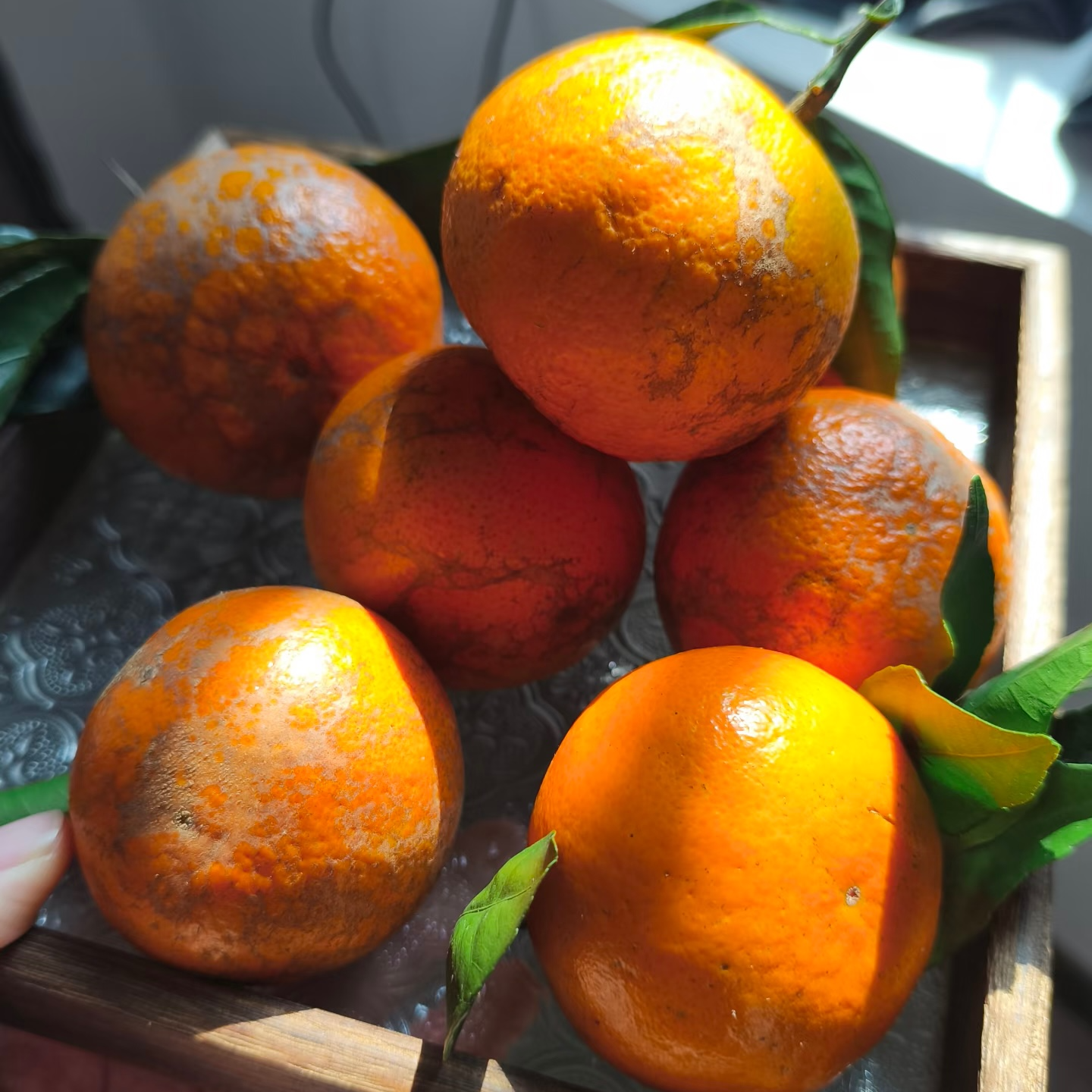 【ChowTop超级食客】武鸣沃柑