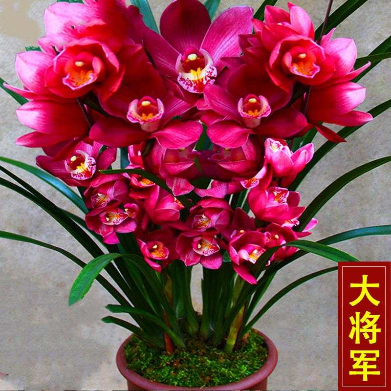 飞粤港【大将军】5-8花剑起带花苞带花苗名贵兰草