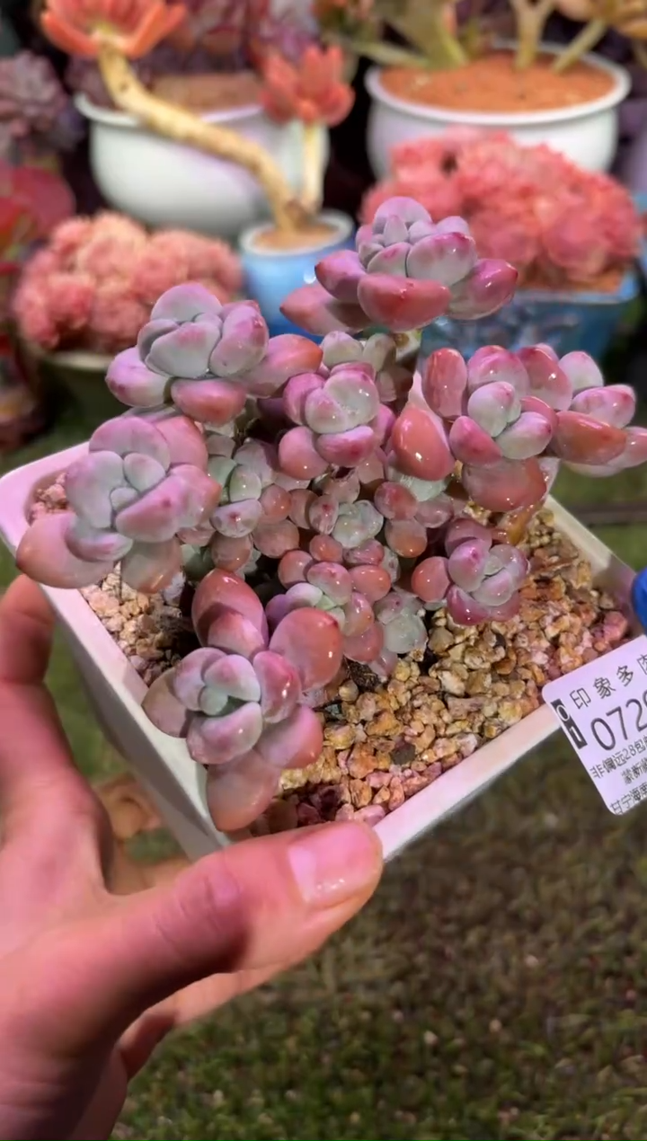 【闪购商品】07293