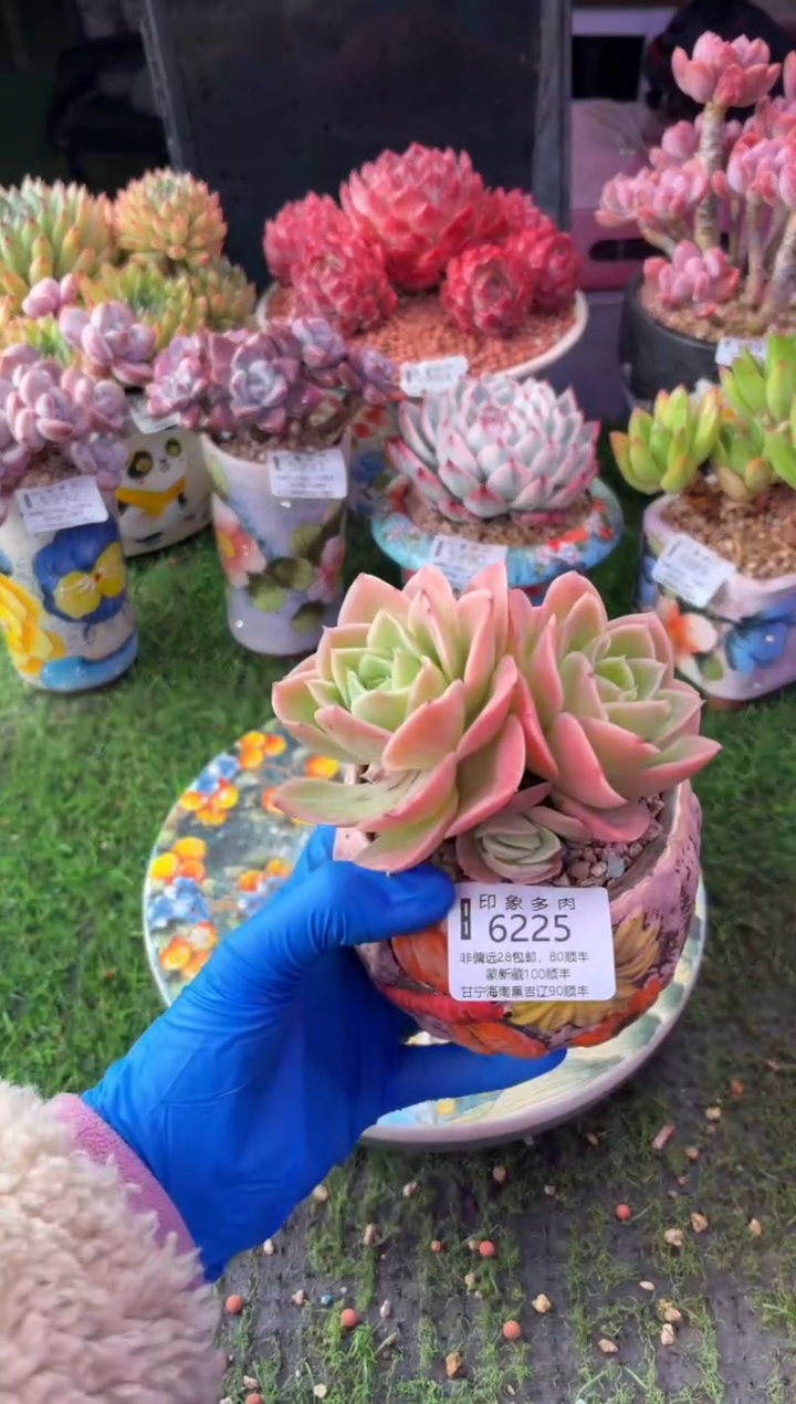 昆明印象多肉6225