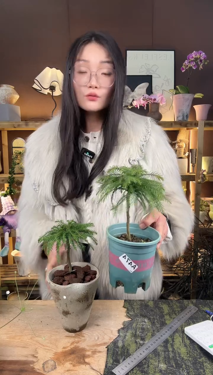 以实际为准?****?南洋杉育苗盆470