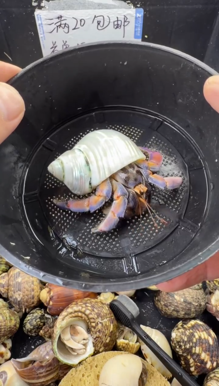 2.4口紫陆一只，不包全品