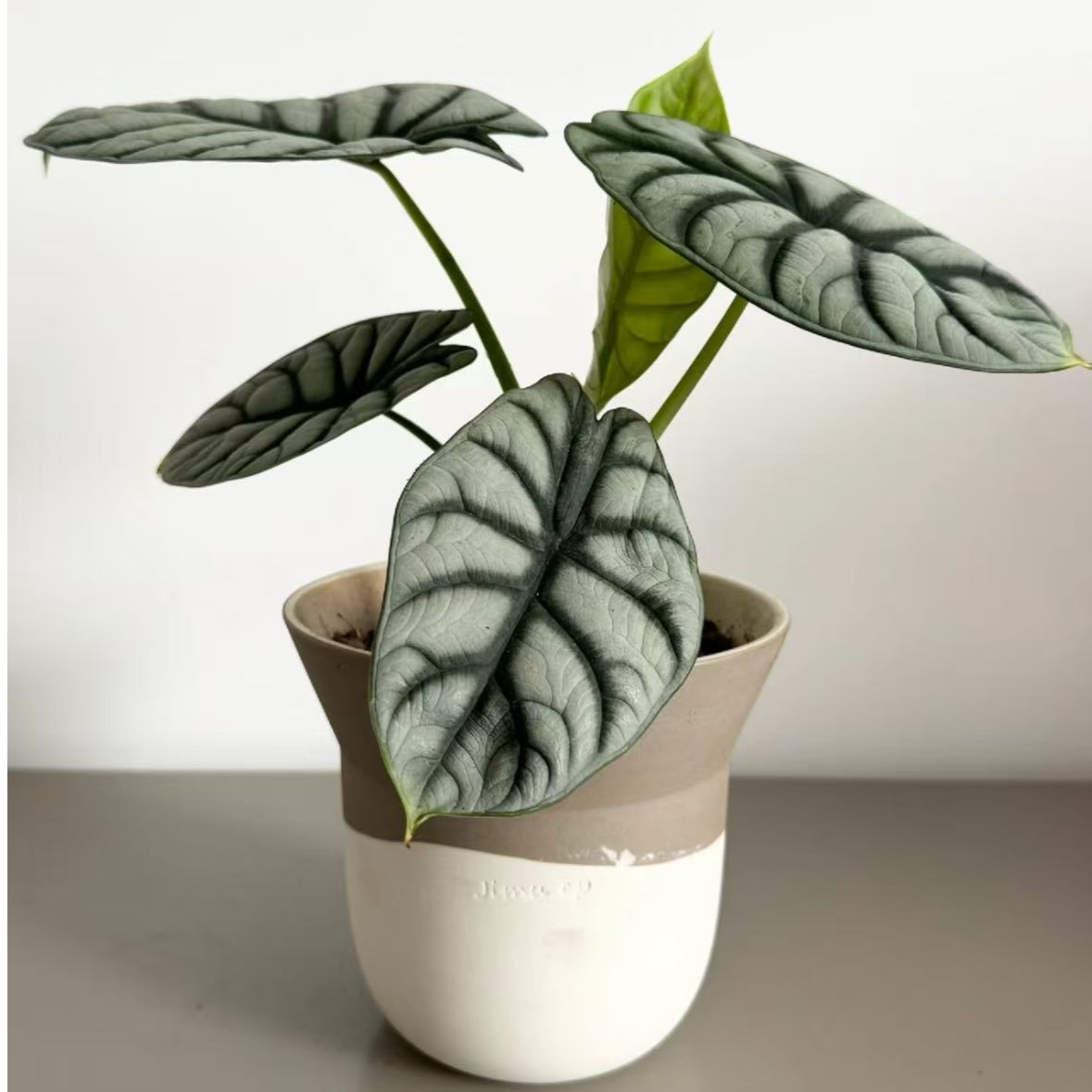 白犀牛海芋经典入门款天南星科室内绿植盆栽