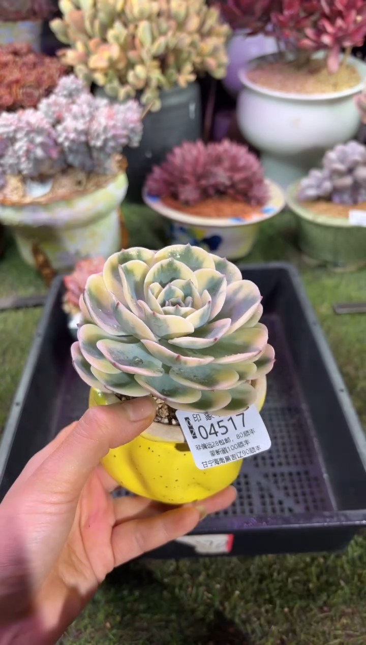 【闪购商品】04517脱土带盆